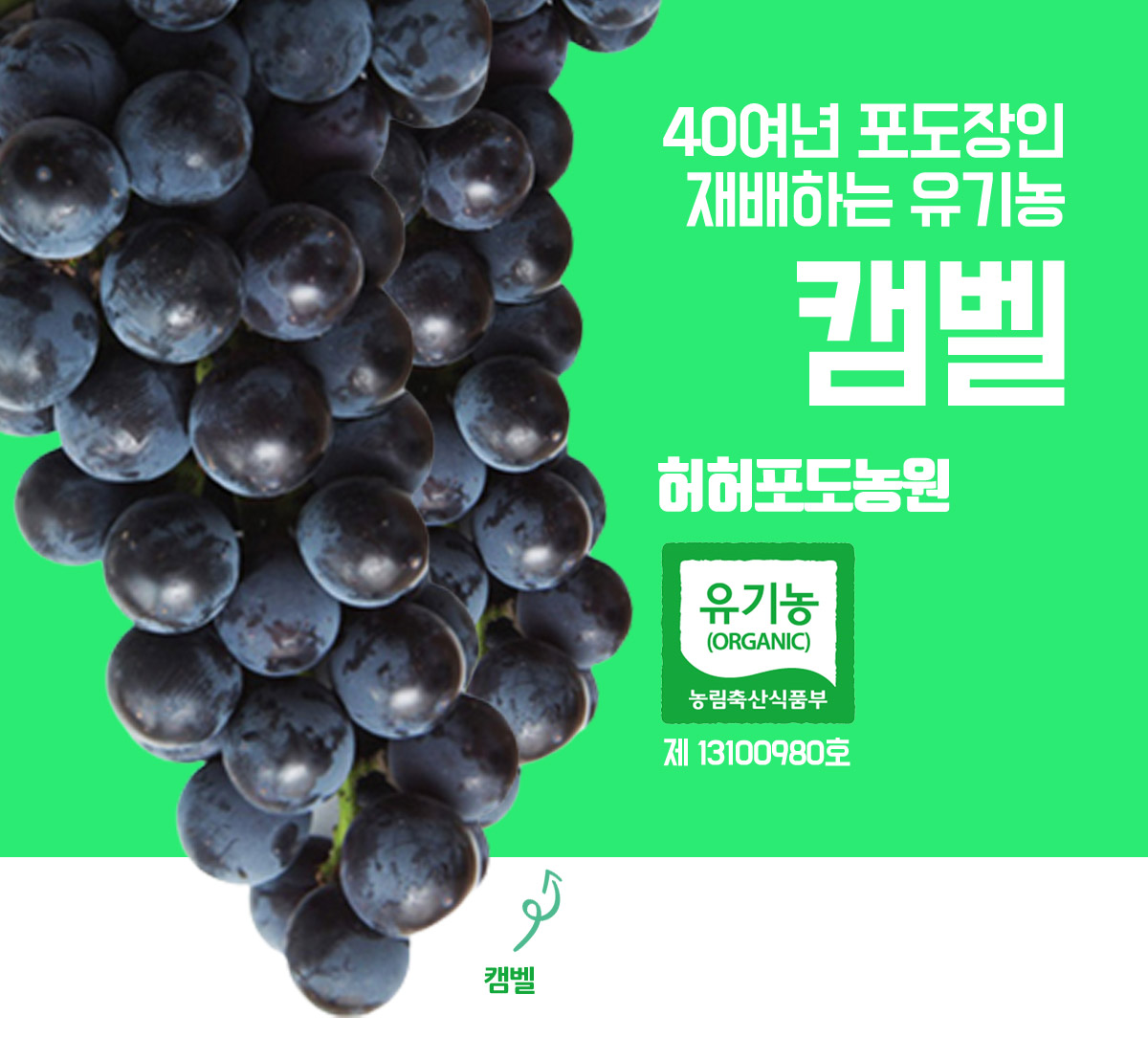 유기농 캠벨 포도 4KG