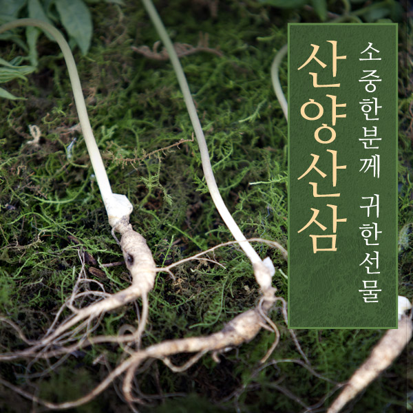 산양삼 10년근 5뿌리